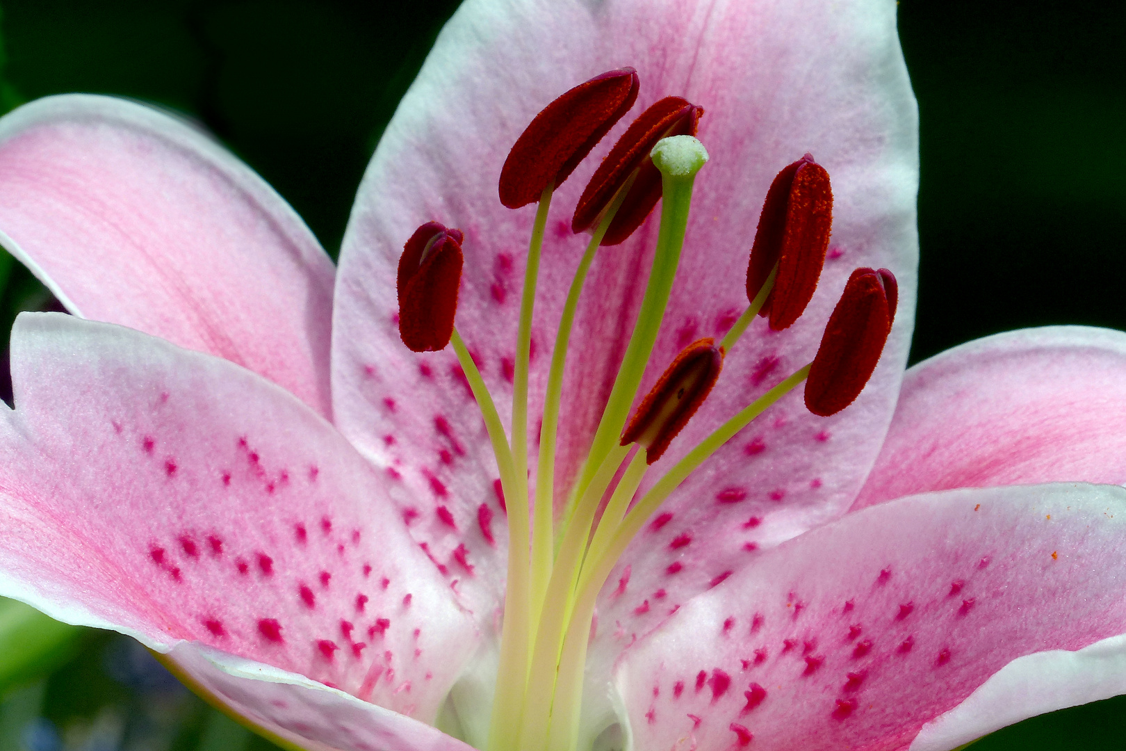 Asiatische Lilie Foto & Bild pflanzen, pilze & flechten, blüten