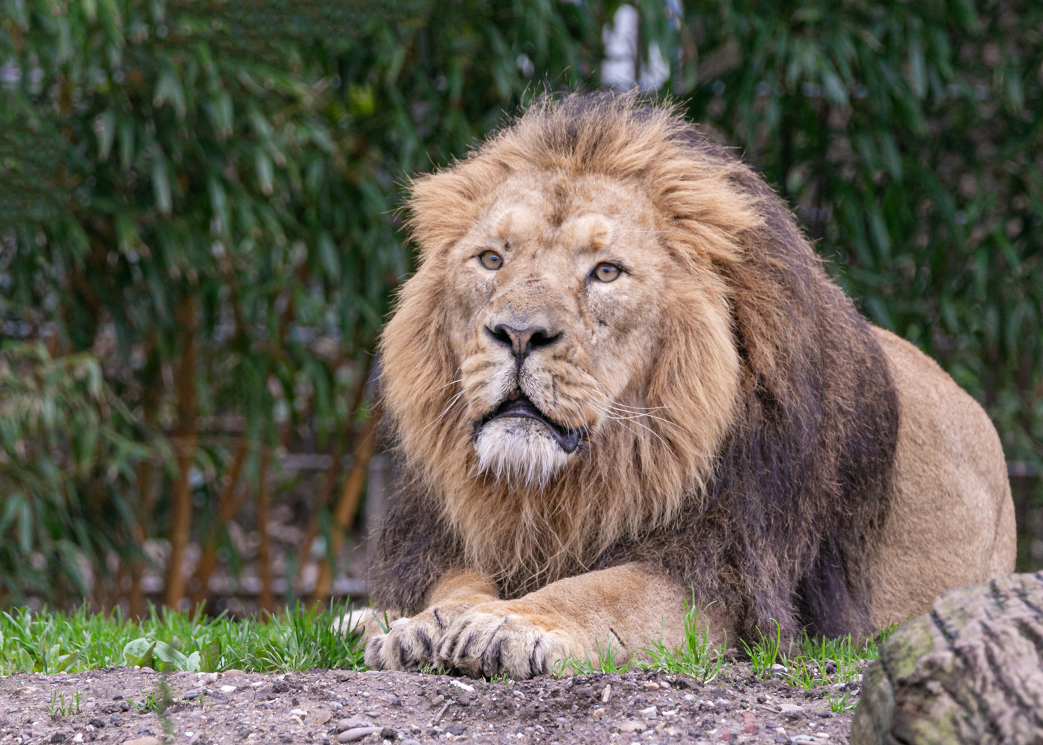 Asiatische Löwe Navin