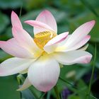 Asiatische Lotusblume