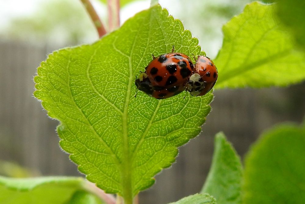 Asiatische Marienkäfer