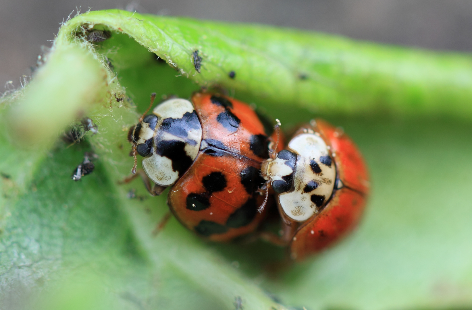 Asiatische Marienkäfer bei der Paarung