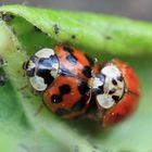 Asiatische Marienkäfer bei der Paarung