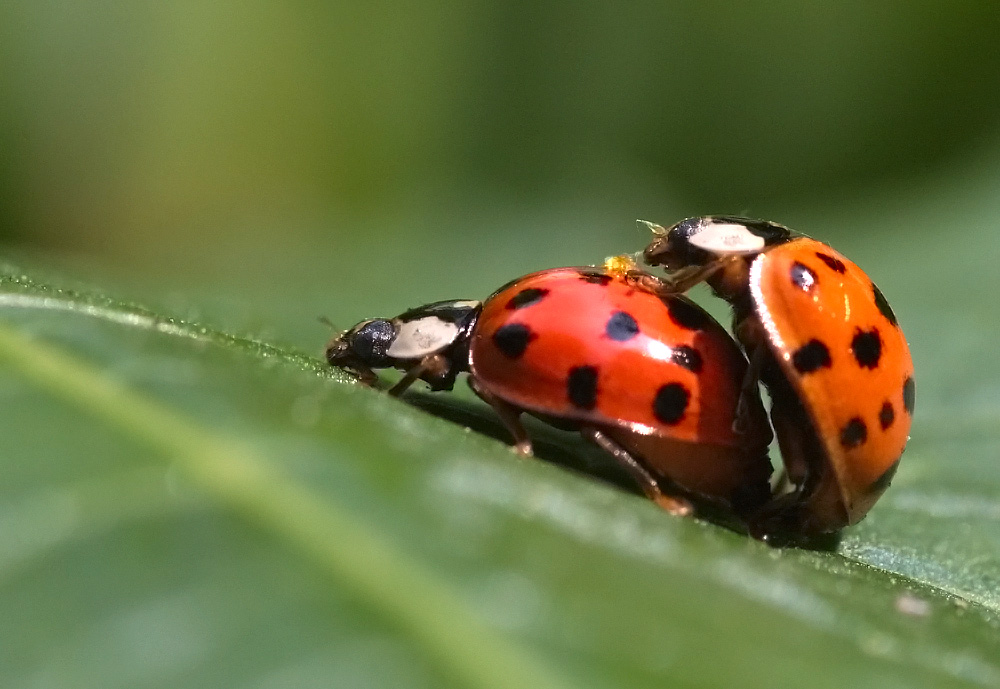 Asiatische Marienkäfer