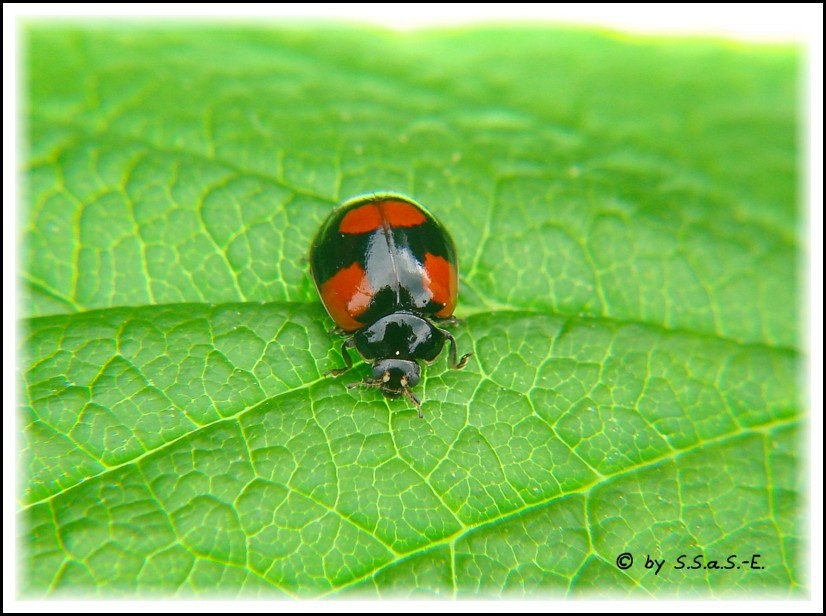 Asiatische Marienkäfer (Harmonia axyridis)