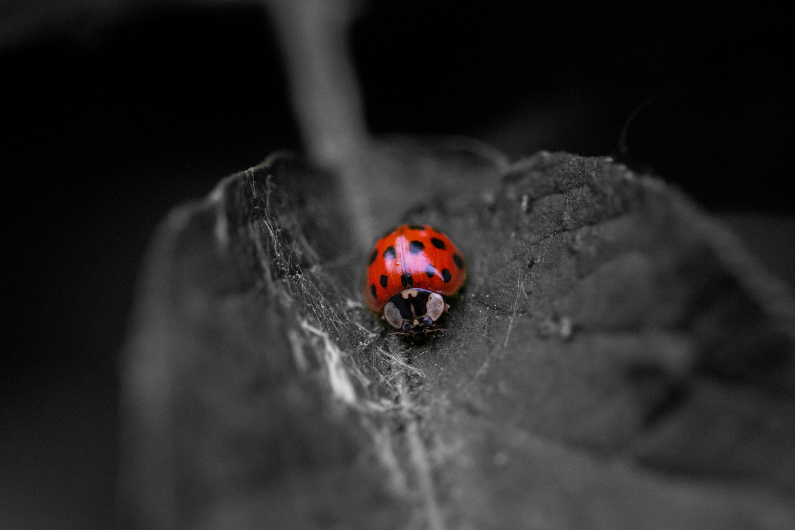 Asiatische Marienkäfer (Harmonia axyridis, auch „Vielfarbiger“ oder „Harlekin-Marienkäfer“)