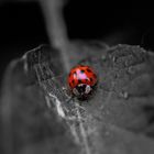 Asiatische Marienkäfer (Harmonia axyridis, auch „Vielfarbiger“ oder „Harlekin-Marienkäfer“)