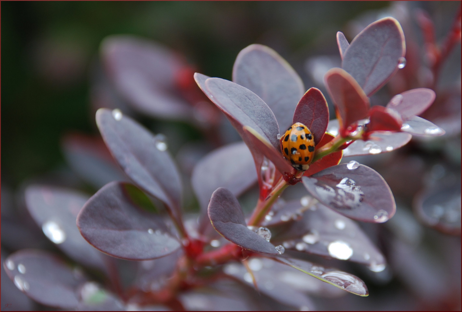 Asiatische Marienkäfer im Regen