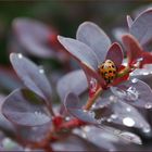 Asiatische Marienkäfer im Regen