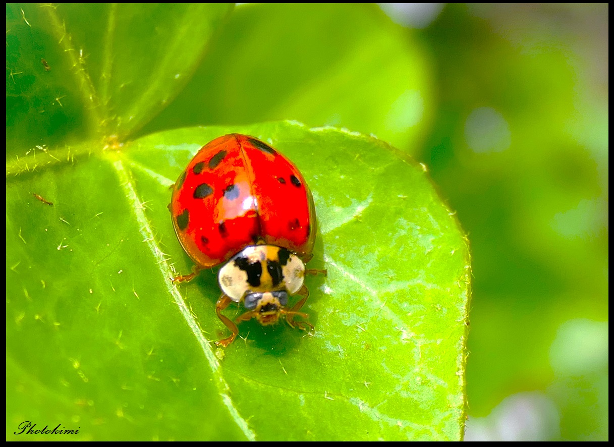 Asiatische Marienkäfer (oder Harlekin-Käfer)