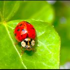 Asiatische Marienkäfer (oder Harlekin-Käfer)