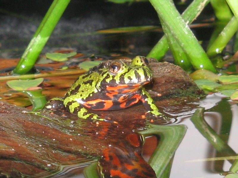 Asiatische Rotbauchunke