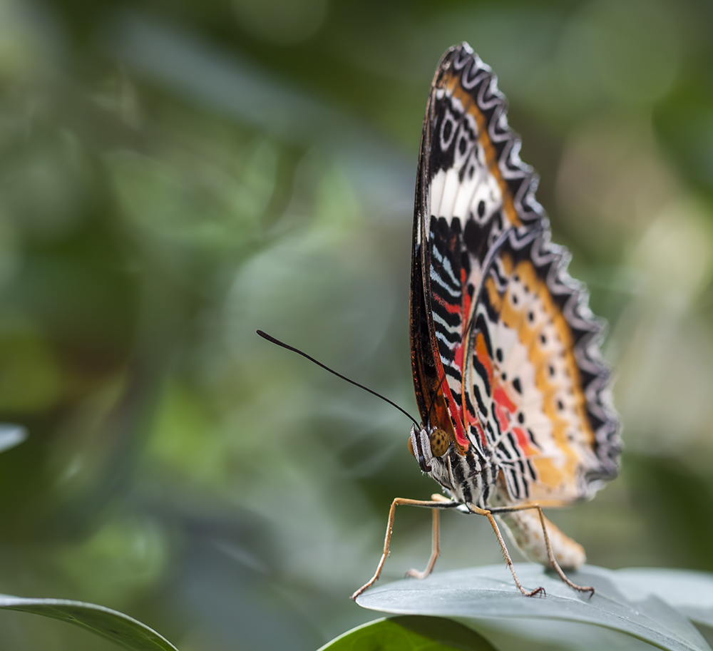 Asiatische Schönheit