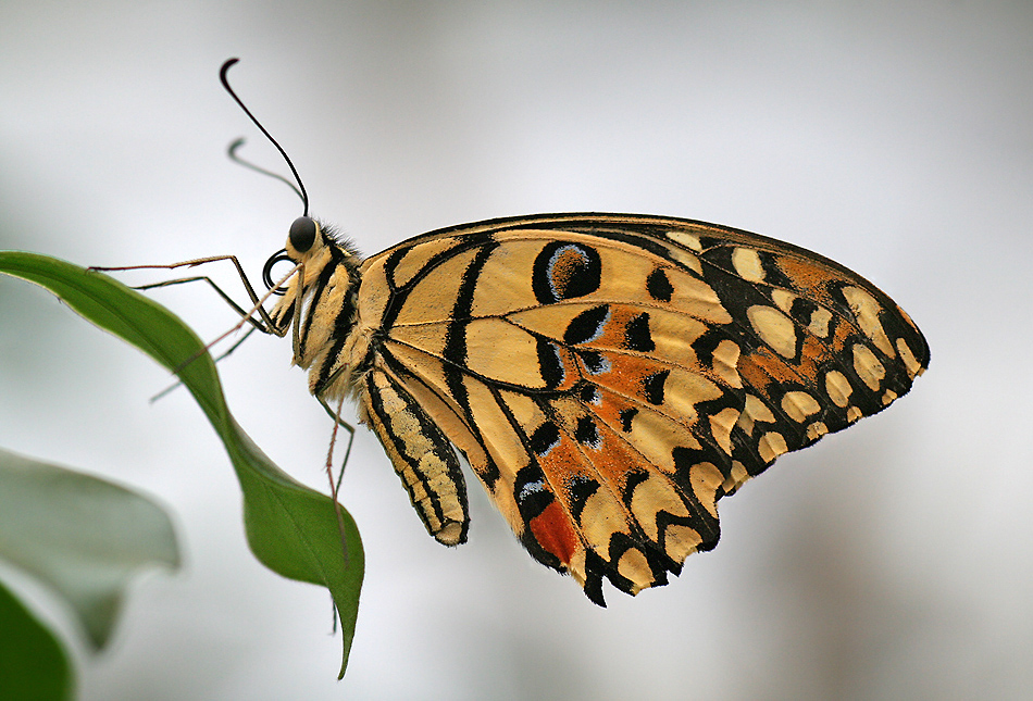 Asiatische Schwalbenschwanz