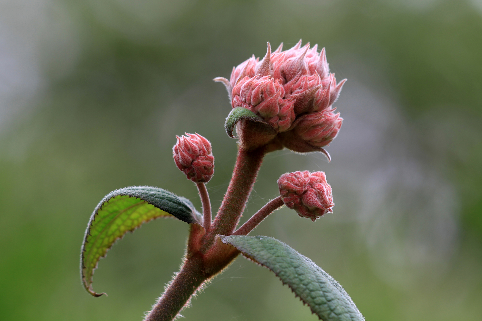 Asiatische Strauchhortensie!