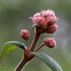 Asiatische Strauchhortensie!