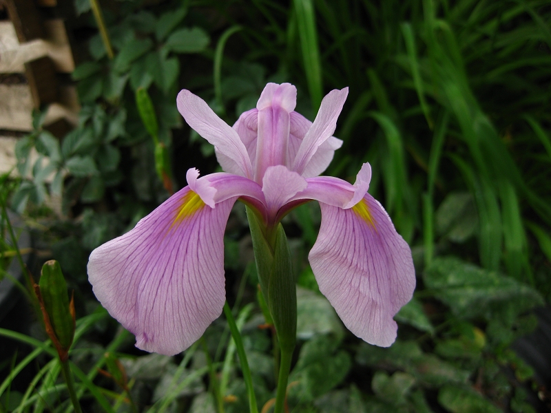 Asiatische Sumpfschwertlilie (Iris laevigata 'Rose Queen')