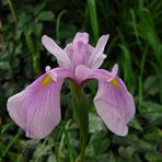 Asiatische Sumpfschwertlilie (Iris laevigata 'Rose Queen')