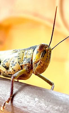 Asiatische Wanderheuschrecke - Locusta migratoria manilensis