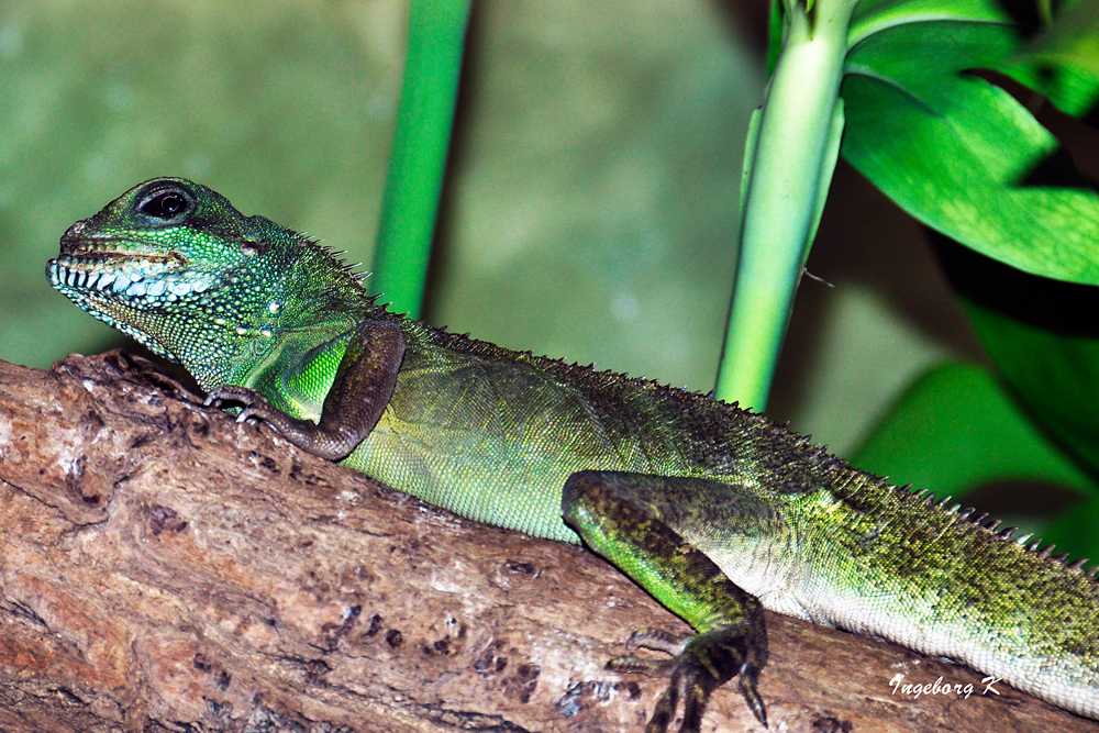 asiatische Wasseragame