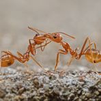 Asiatische Weberameisen bei der Futterübergabe