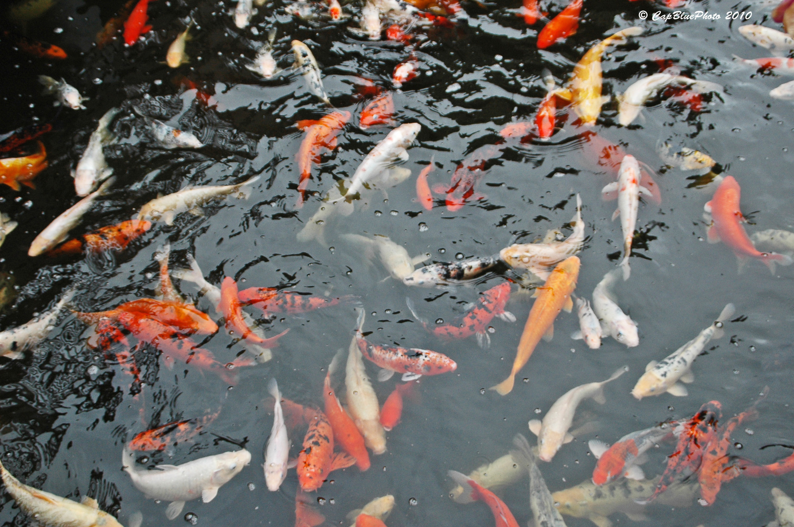 Asiatische Zierfische im Loro´Parque Puerto de la Cruz