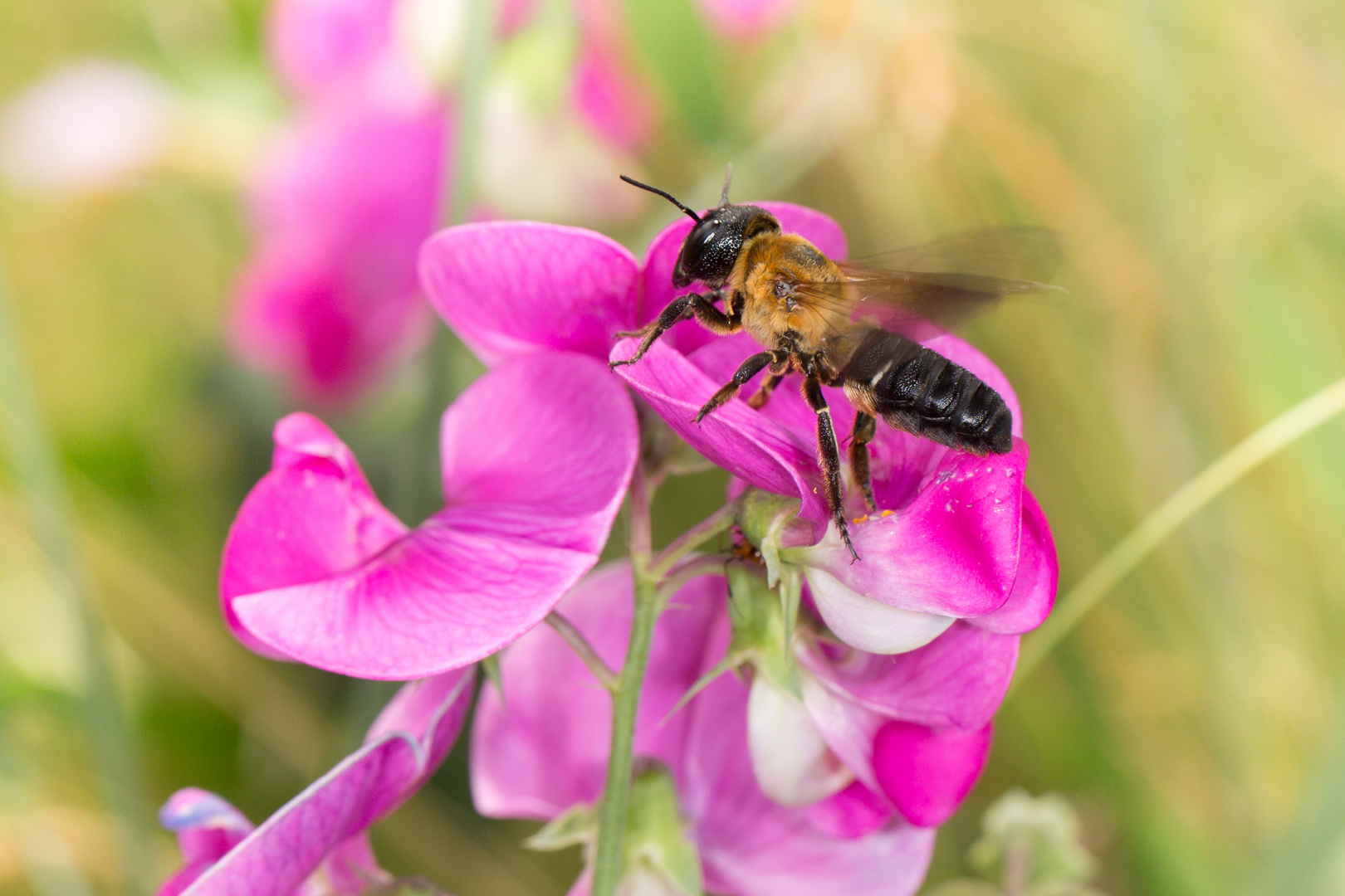 Asiatischen Mörtelbiene (Megachile sculpturalis)