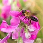 Asiatischen Mörtelbiene (Megachile sculpturalis)