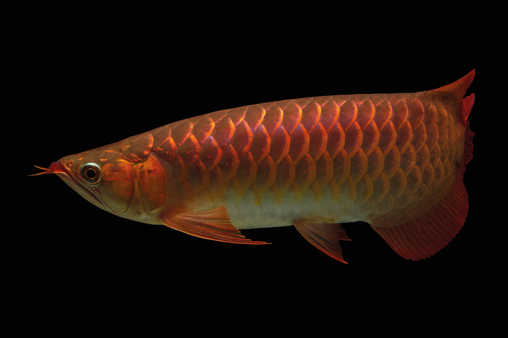 asiatischer Arowana