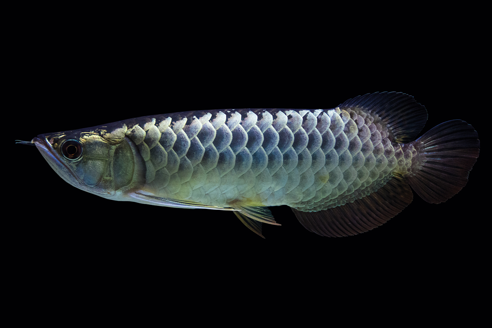 asiatischer Arowana blau