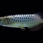 asiatischer Arowana blau