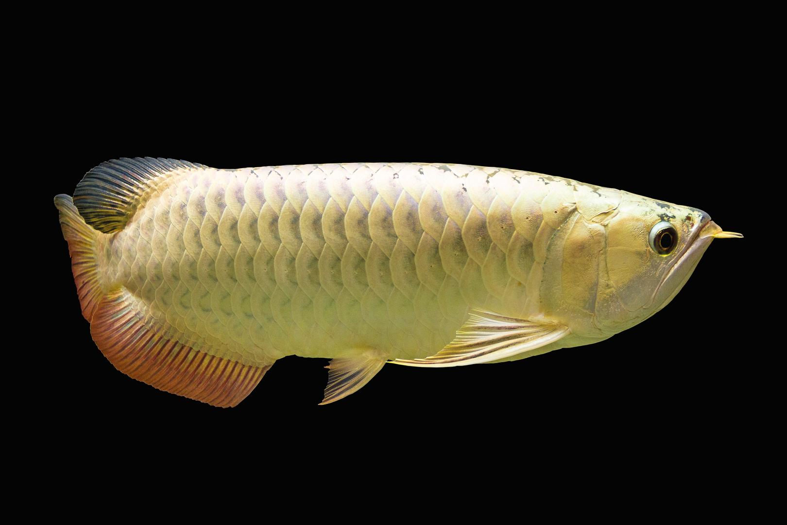 asiatischer Arowana gold