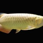 asiatischer Arowana gold