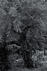 Asiatischer Baum