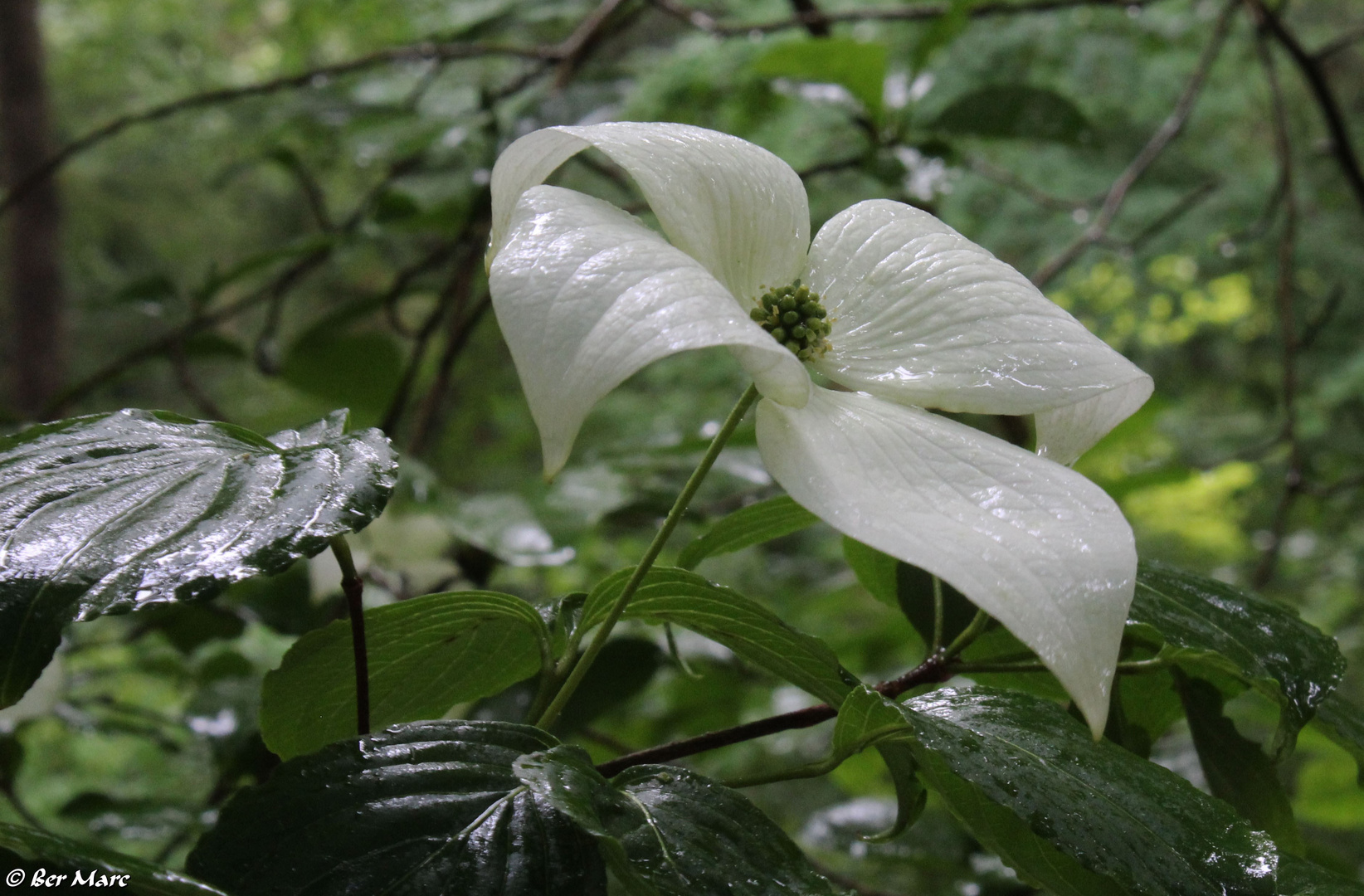 Asiatischer Blüten-Hartriegel