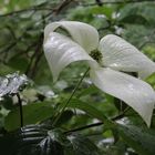 Asiatischer Blüten-Hartriegel