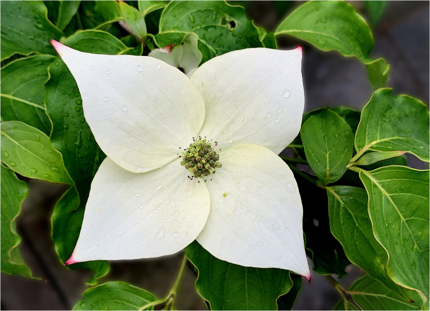 Asiatischer Blüten-Hartriegel (Cornus kousa) 