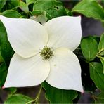 Asiatischer Blüten-Hartriegel (Cornus kousa) 