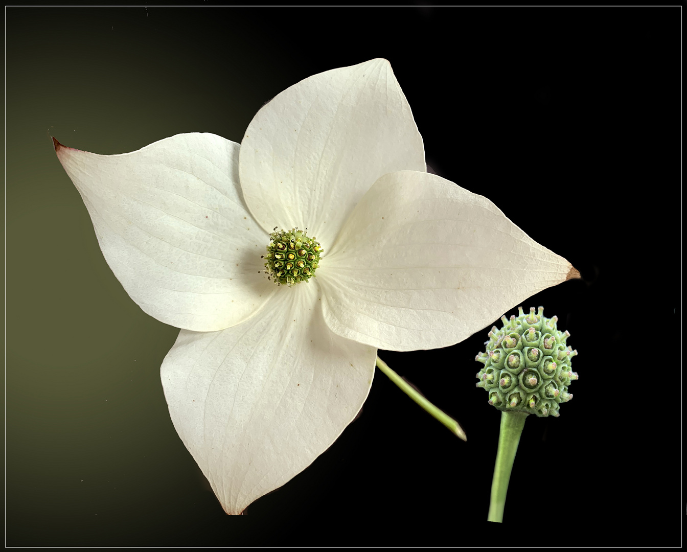 Asiatischer Blüten-Hartriegel (Cornus kousa) mit Samen