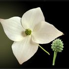 Asiatischer Blüten-Hartriegel (Cornus kousa) mit Samen