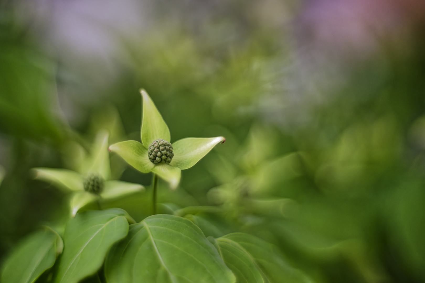 Asiatischer Blütenhartriegel