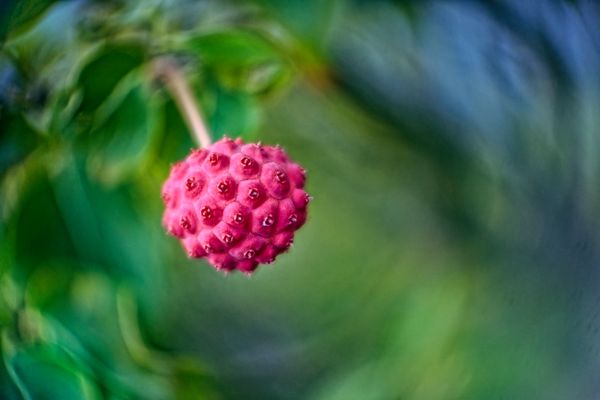 Asiatischer Blütenhartriegel - Frucht