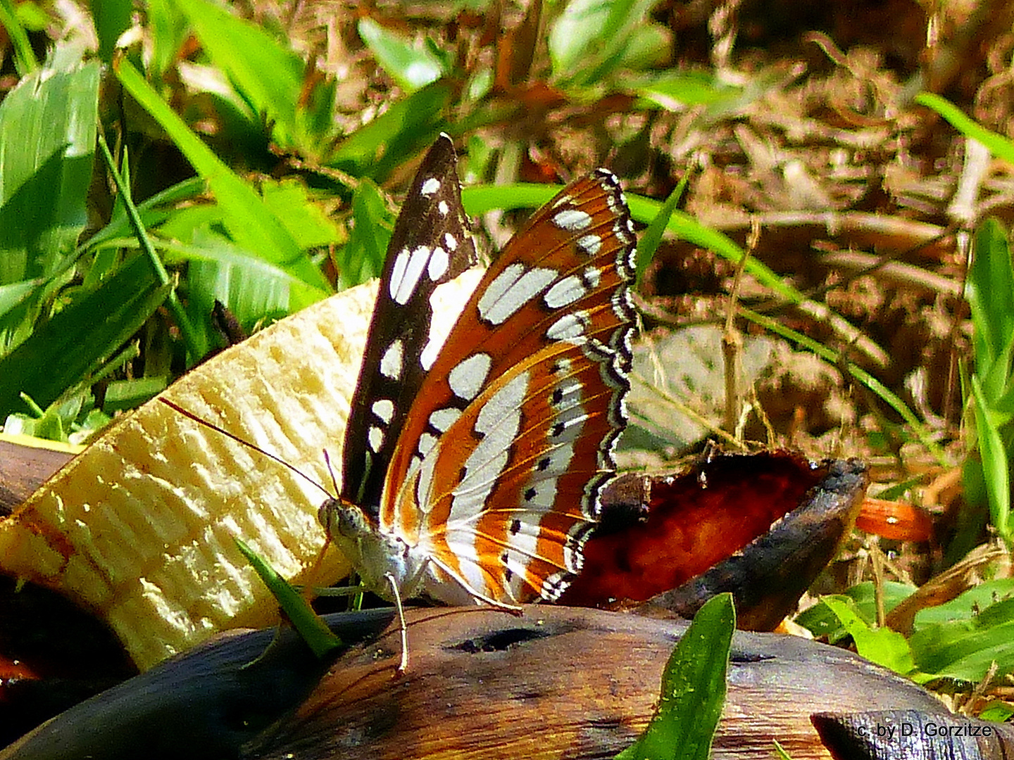 Asiatischer  Eisvogel“(Athyma perius)