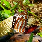 Asiatischer  Eisvogel“(Athyma perius)