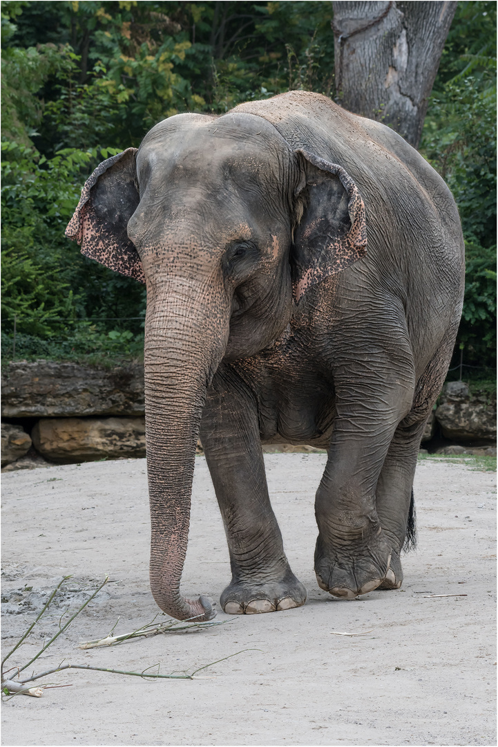 Asiatischer Elefant