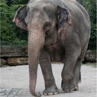 Asiatischer Elefant