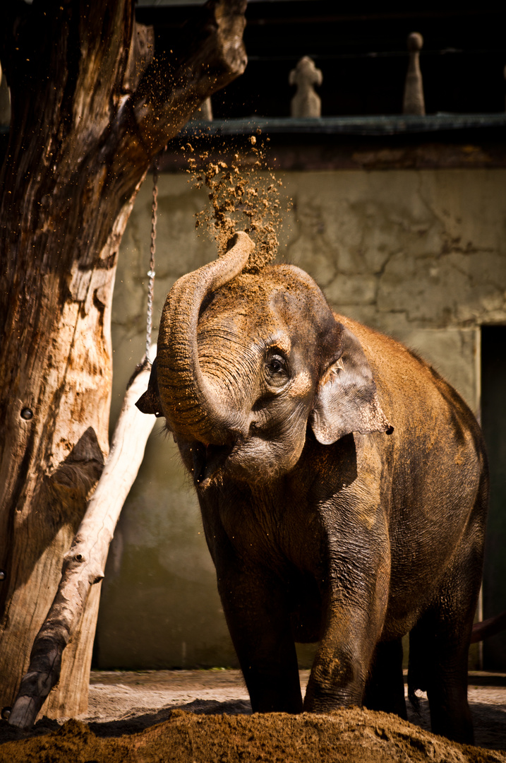 Asiatischer Elefant