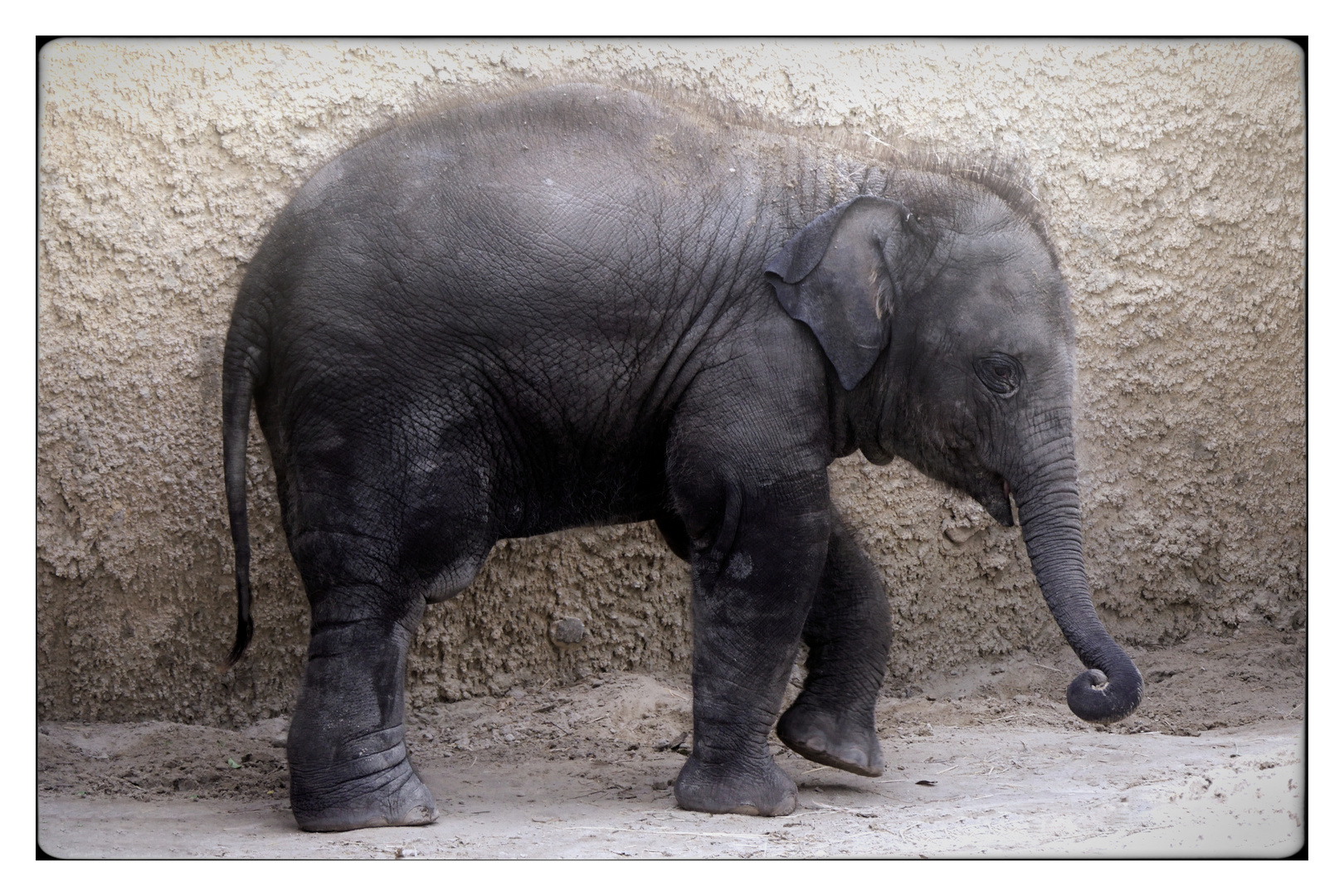 Asiatischer Elefant