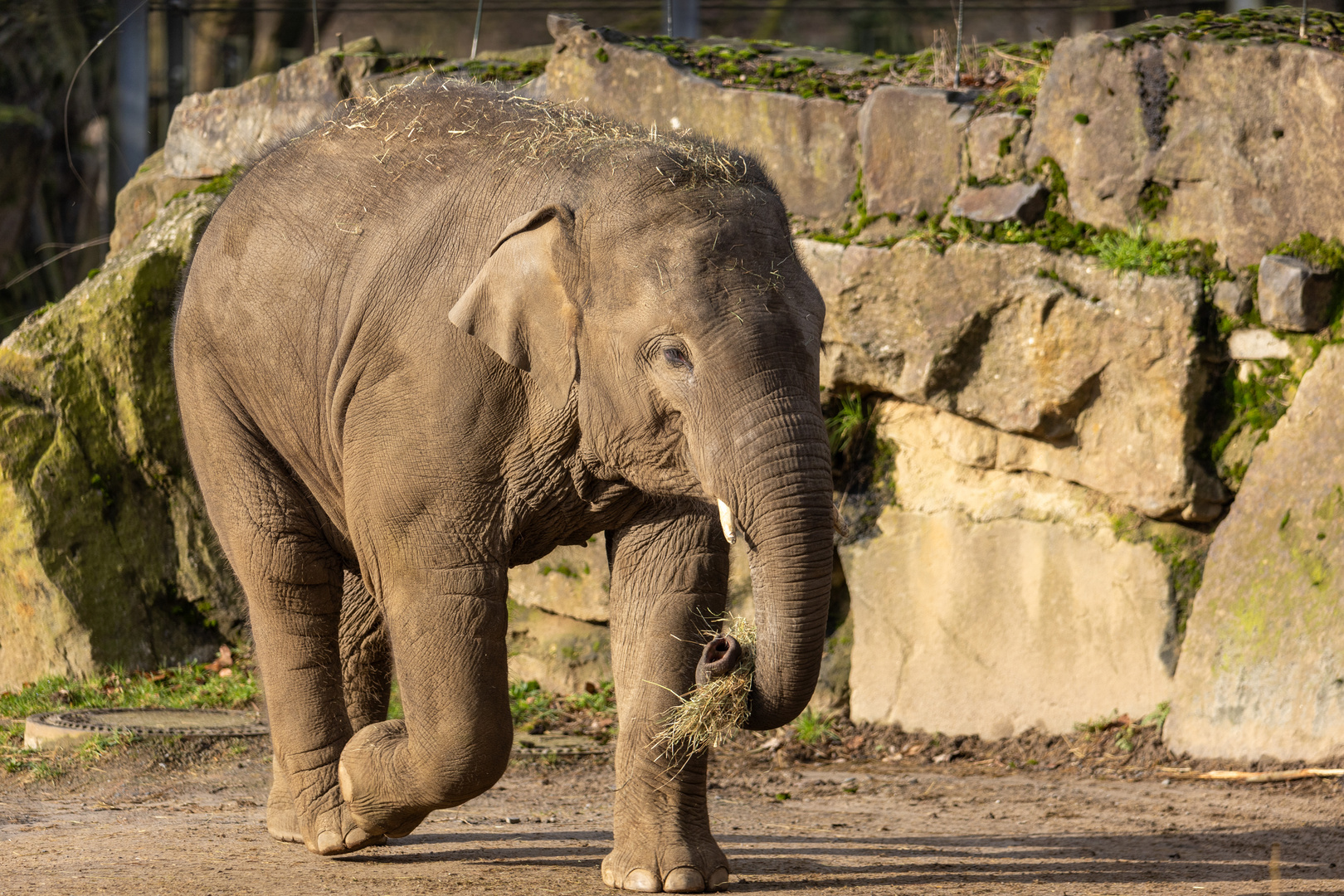 Asiatischer Elefant