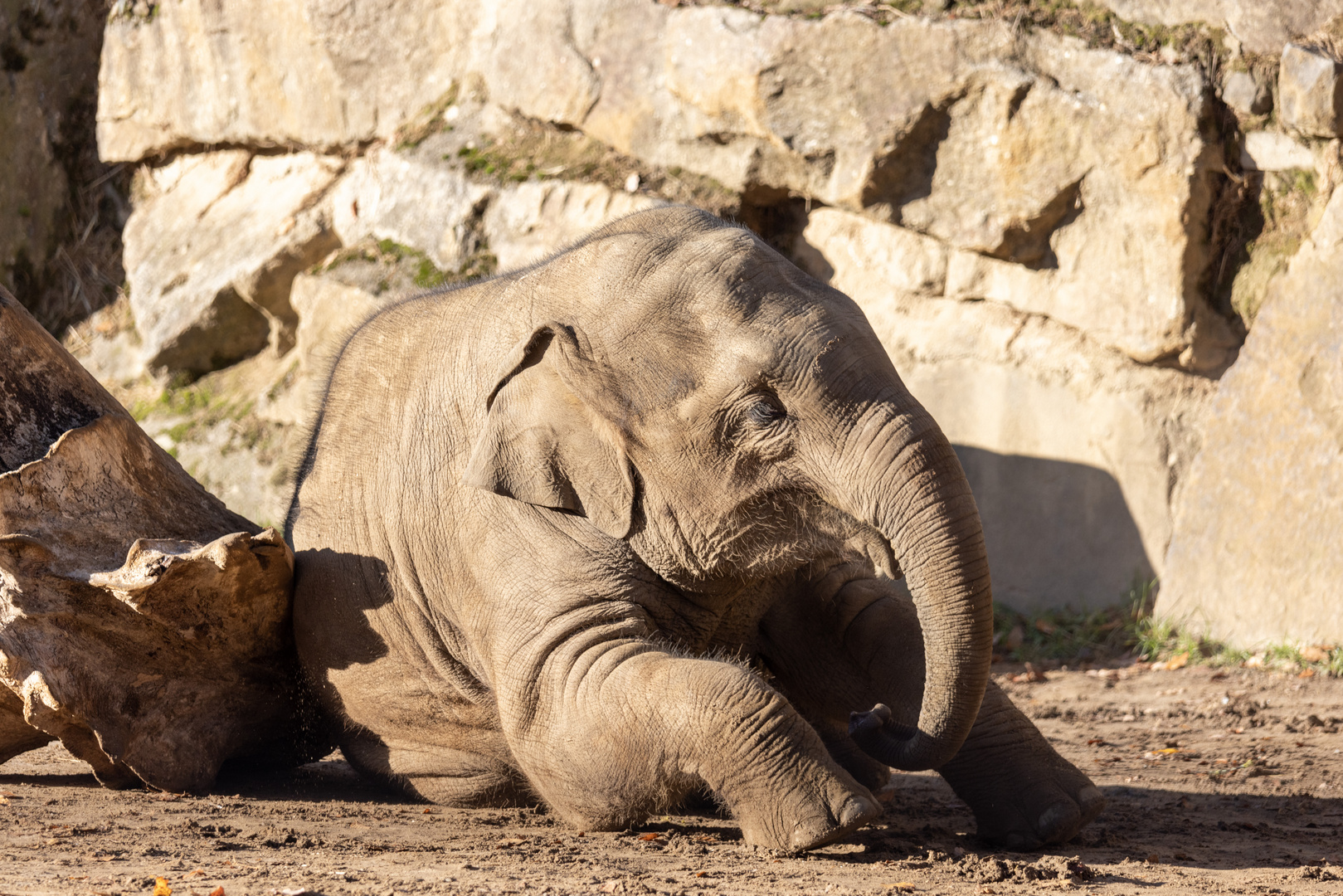 Asiatischer Elefant