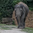 Asiatischer Elefant